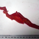 One of only four preserved specimens used to identify the species. (Image: Scripps Oceanography)